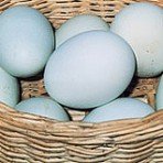 Aquí tenemos una muestra de huevos azules.