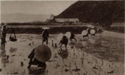 antigua plantacion arroz en japón