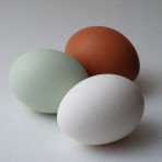 Huevo marron y blanco de gallinas comunes y huevo verde de gallinas de raza Araucana